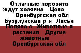Отличные поросята ждут хозяина › Цена ­ 2 500 - Оренбургская обл., Бузулукский р-н, Лисья Поляна с. Животные и растения » Другие животные   . Оренбургская обл.